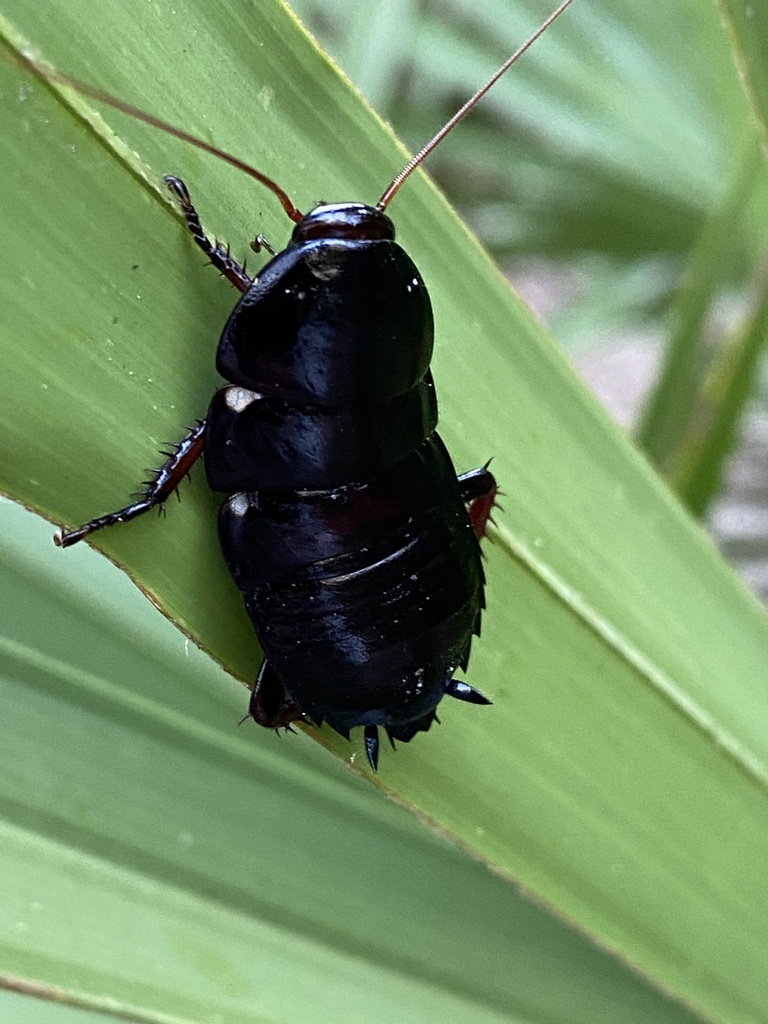 Florida Woods Cockroach from Marjorie Harris Carr Cross Florida