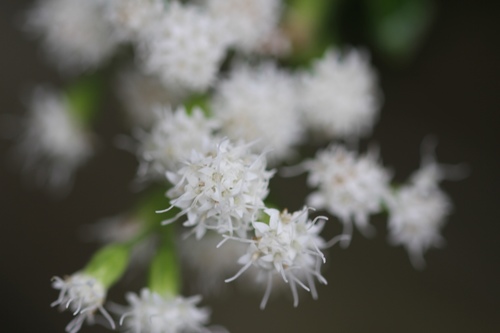 Ageratina