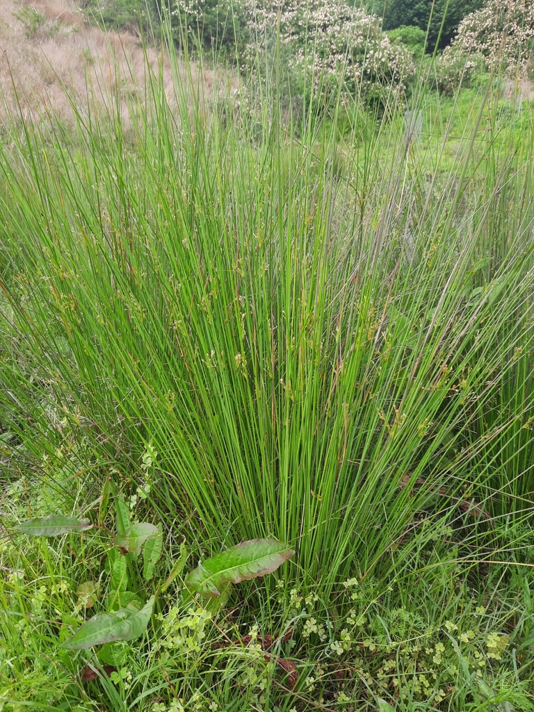 australian rush from Redbank Creek QLD 4312, Australia on October 16 ...