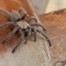 Middle East Black Tarantula - Photo (c) Bart, all rights reserved, uploaded by Bart