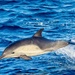 Delphinus delphis bairdii - Photo (c) Kevin Chen, all rights reserved, uploaded by Kevin Chen