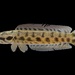 Forest Snakehead - Photo (c) Peeramon Ngamtipanon, all rights reserved, uploaded by Peeramon Ngamtipanon