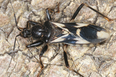 Rasahus albomaculatus image