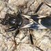 Rasahus albomaculatus - Photo (c) gernotkunz, כל הזכויות שמורות, הועלה על ידי gernotkunz