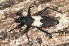 Image of Microtomus luctuosus