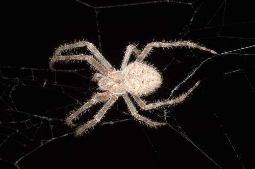 Barn Orbweaver