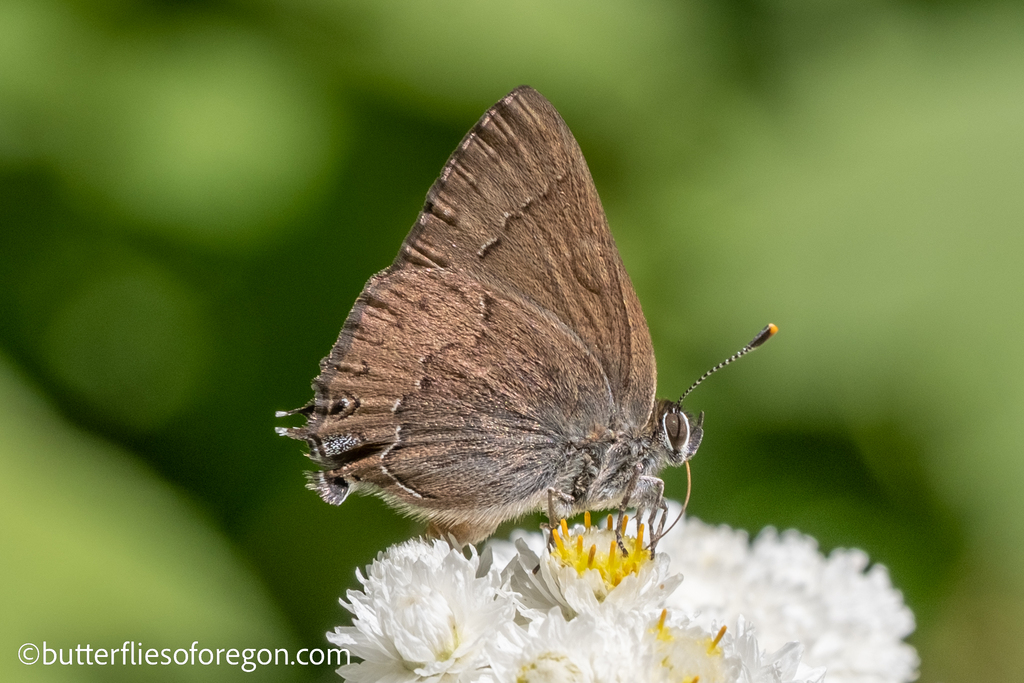 Banded hairstreak