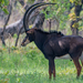 Giant Sable Antelope - Photo (c) Rogério Ferreira, all rights reserved, uploaded by Rogério Ferreira