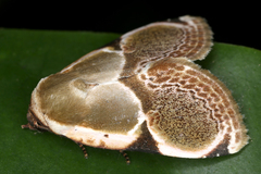 Cymatophoropsis heurippa image
