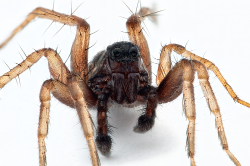 Common Wolf Spider
