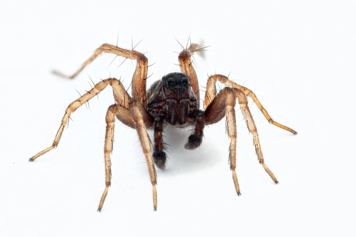 Common Wolf Spider