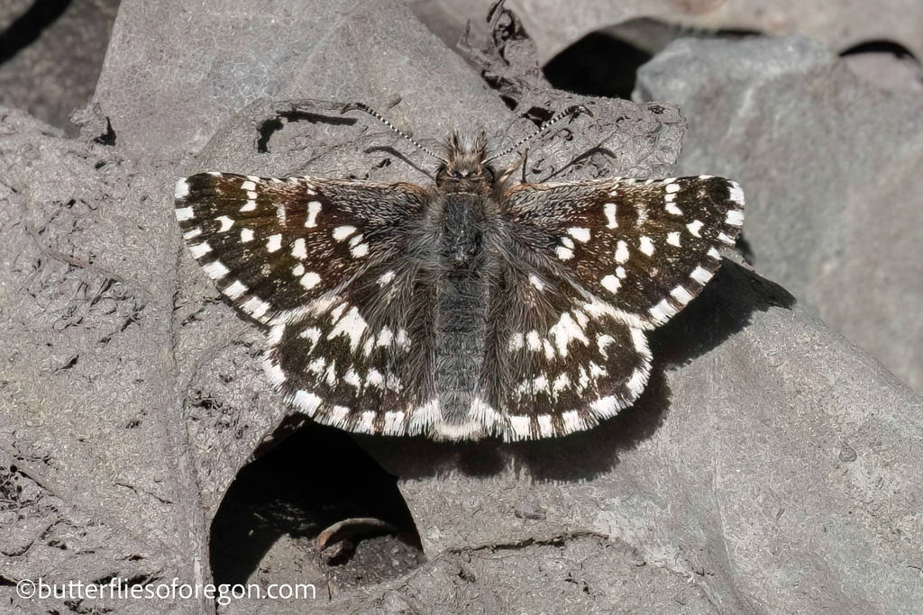 Rural Skipper