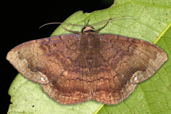 Image of Hemeroblemma malitiosa