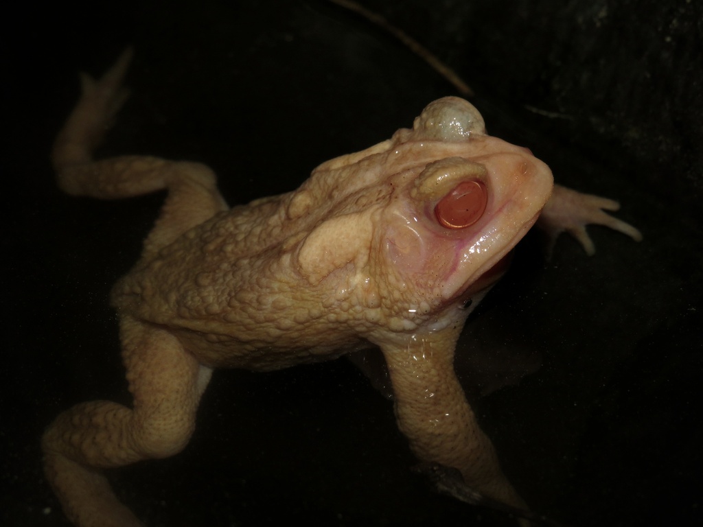 Eastern American Toad in April 2022 by Alex Pellegrini. Albino ...