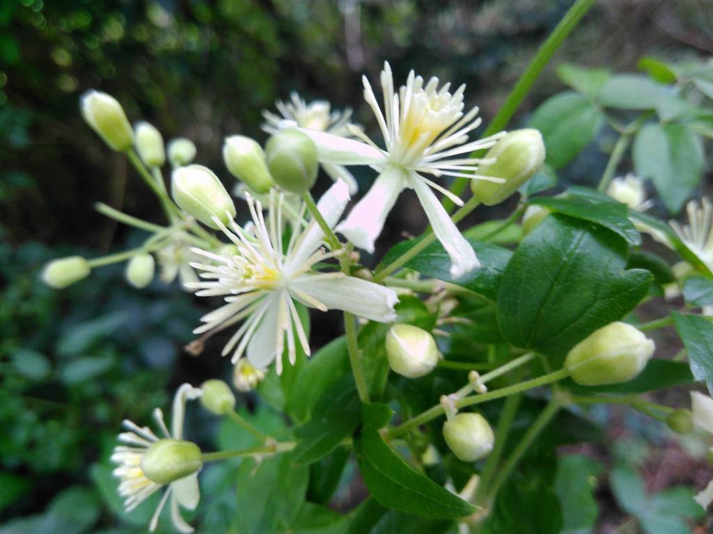 Clematis gouriana (Clematis gouriana)
