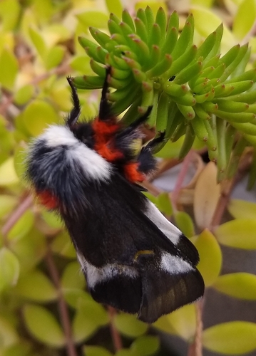 Eastern Buck Moth
