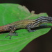 Sphaerodactylus graptolaemus - Photo 由 Johan Chaves Delgado 所上傳的 (c) Johan Chaves Delgado，保留所有權利