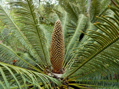 Cycas calcicola · iNaturalist