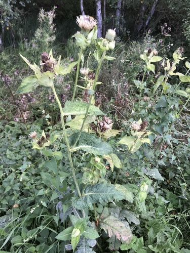 Cabbage Thistle