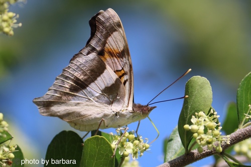 Silver Emperor