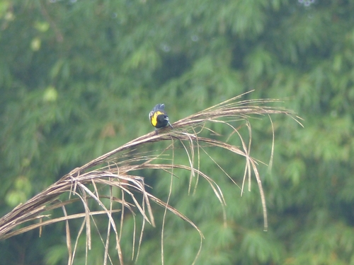 Yellow-mantled Widowbird