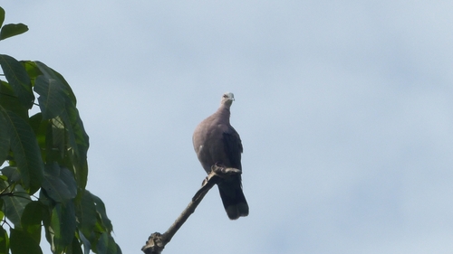 Red-eyed Dove