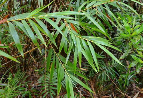 Greslania rivularis