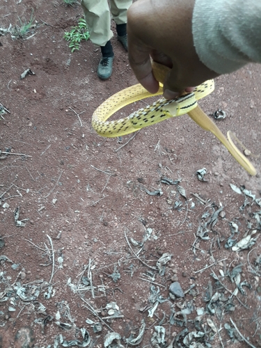 Oriental Whipsnake