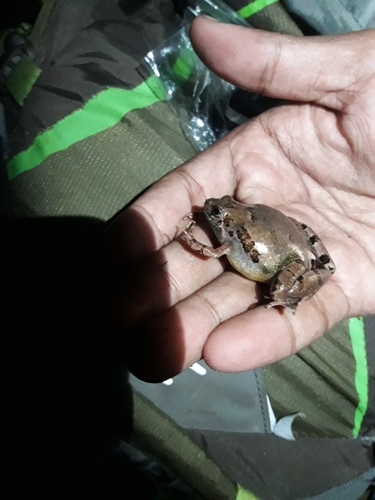 Malcolm's Narrow-mouthed Frog