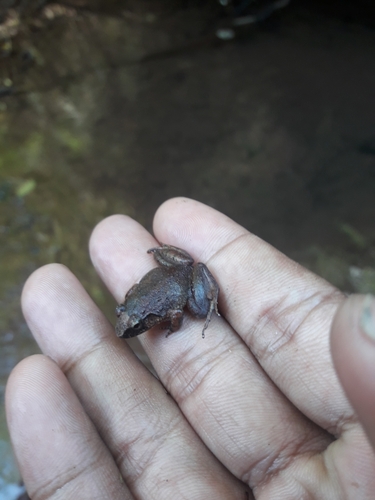 Limborg's frog
