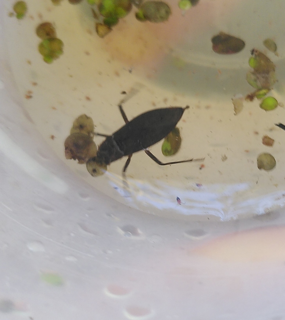 Water Scorpion From Graz Hasenheide, 8010 Graz, Österreich On October 