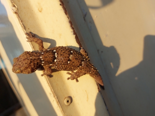 Turner's Thick-toed Gecko