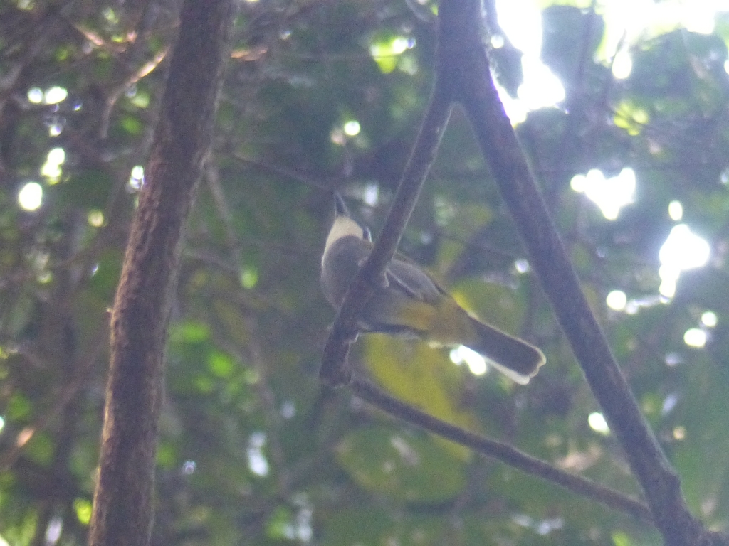 Mount Kupe Bushshrike photo