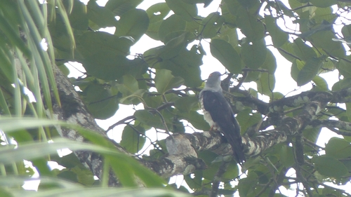 African Cuckoo-Hawk