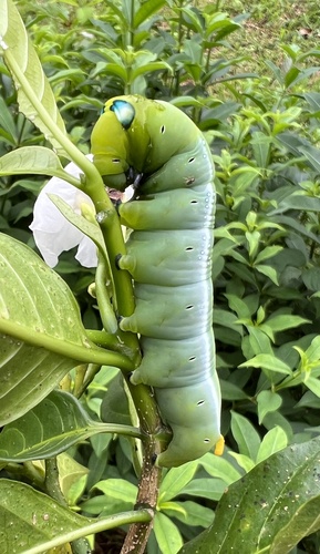 Oleander Hawkmoth