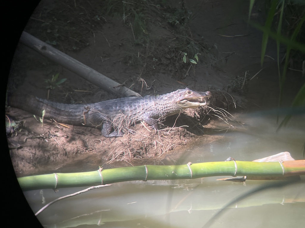 Spectacled Caiman from Puerto Rico, San Juan, Puerto Rico, US on October 18, 2022 at 1001 AM by