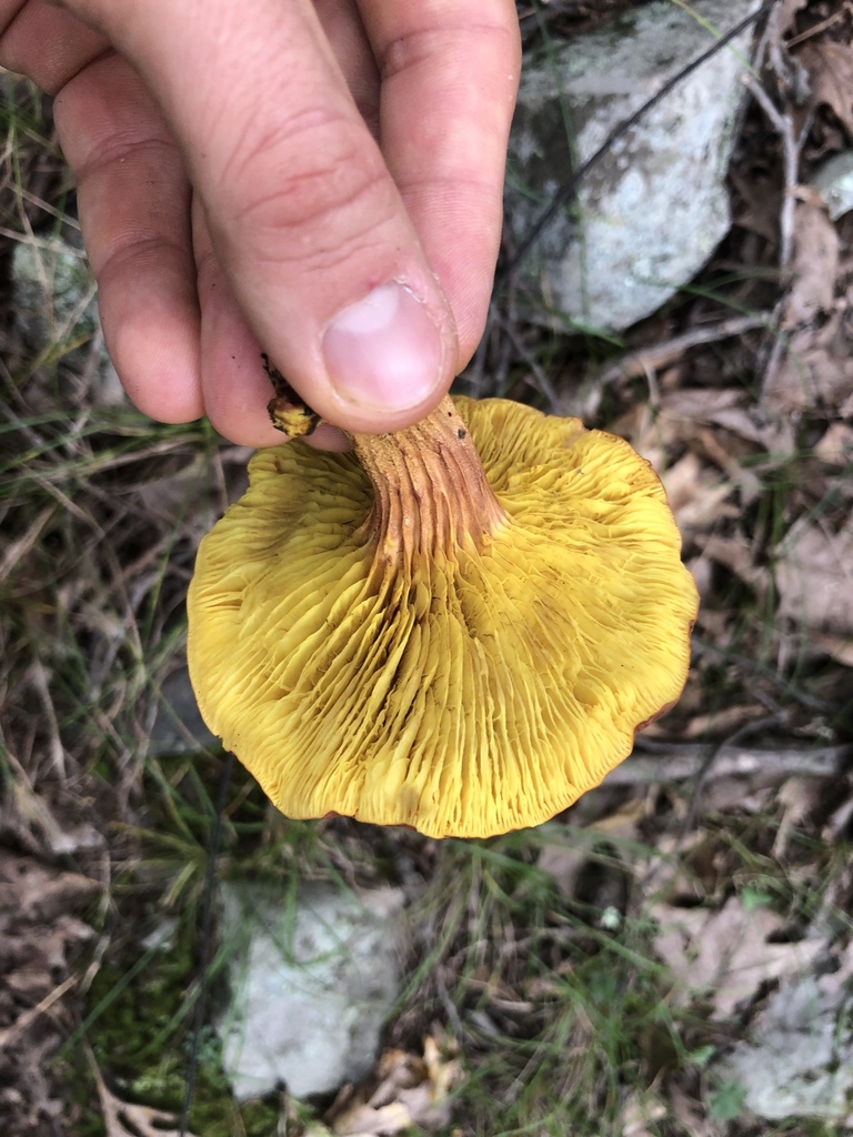 Golden Gilled Bolete from 660 Lapla Rd, Kingston, NY, US on August 26
