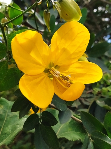 Senna gloriosa