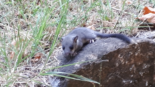European Fat Dormouse