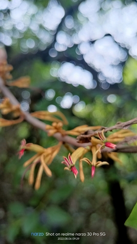 Scurrula cordifolia