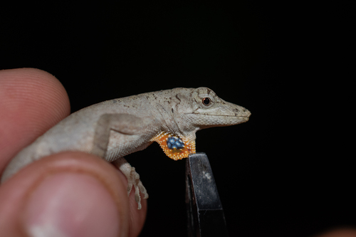 Yucatán Silky Anole