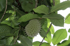 Annona purpurea image