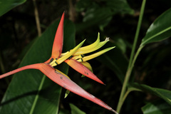 Heliconia vaginalis image