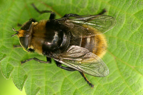 Merodon equestris nuotrauka