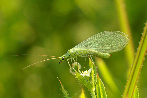 Chrysopa commata