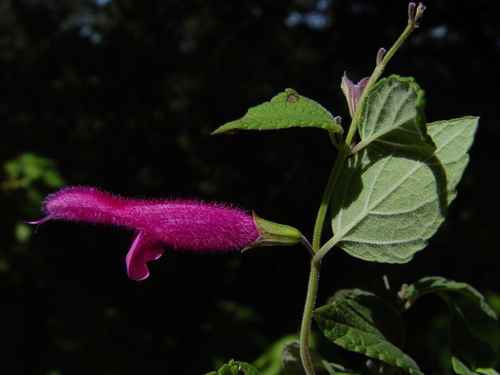 Salvia curviflora