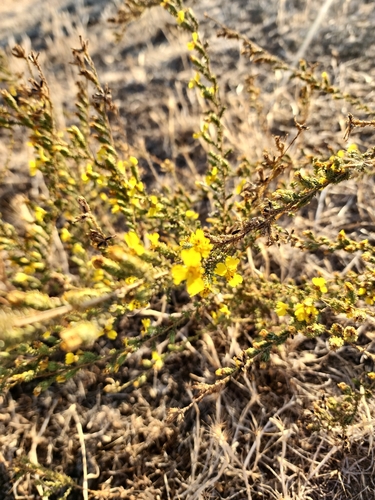 iNaturalist observation photo of Pit-gland Tarweed