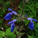 Blue Bush Sage - Photo (c) guadalupe_cornejo_tenorio, all rights reserved, uploaded by guadalupe_cornejo_tenorio