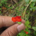 Salvia xeropapillosa - Photo 由 ganaderiacolombianasostenible 所上傳的 (c) ganaderiacolombianasostenible，保留所有權利