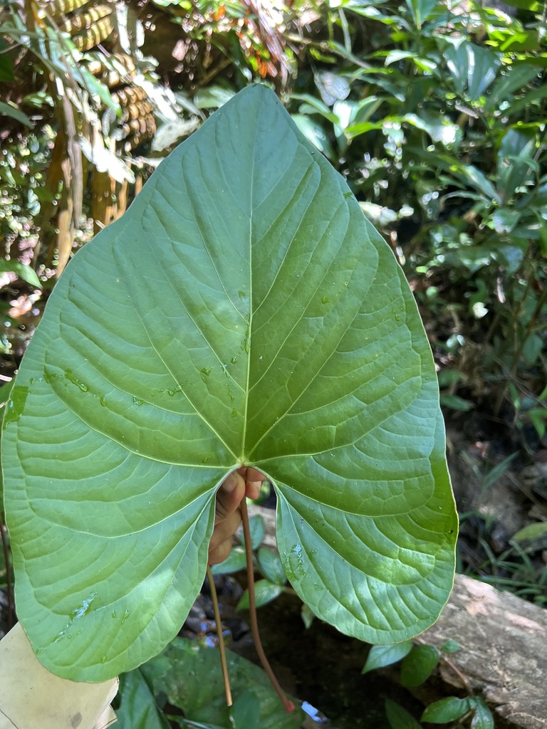Anthurium sagittatum  iNaturalist